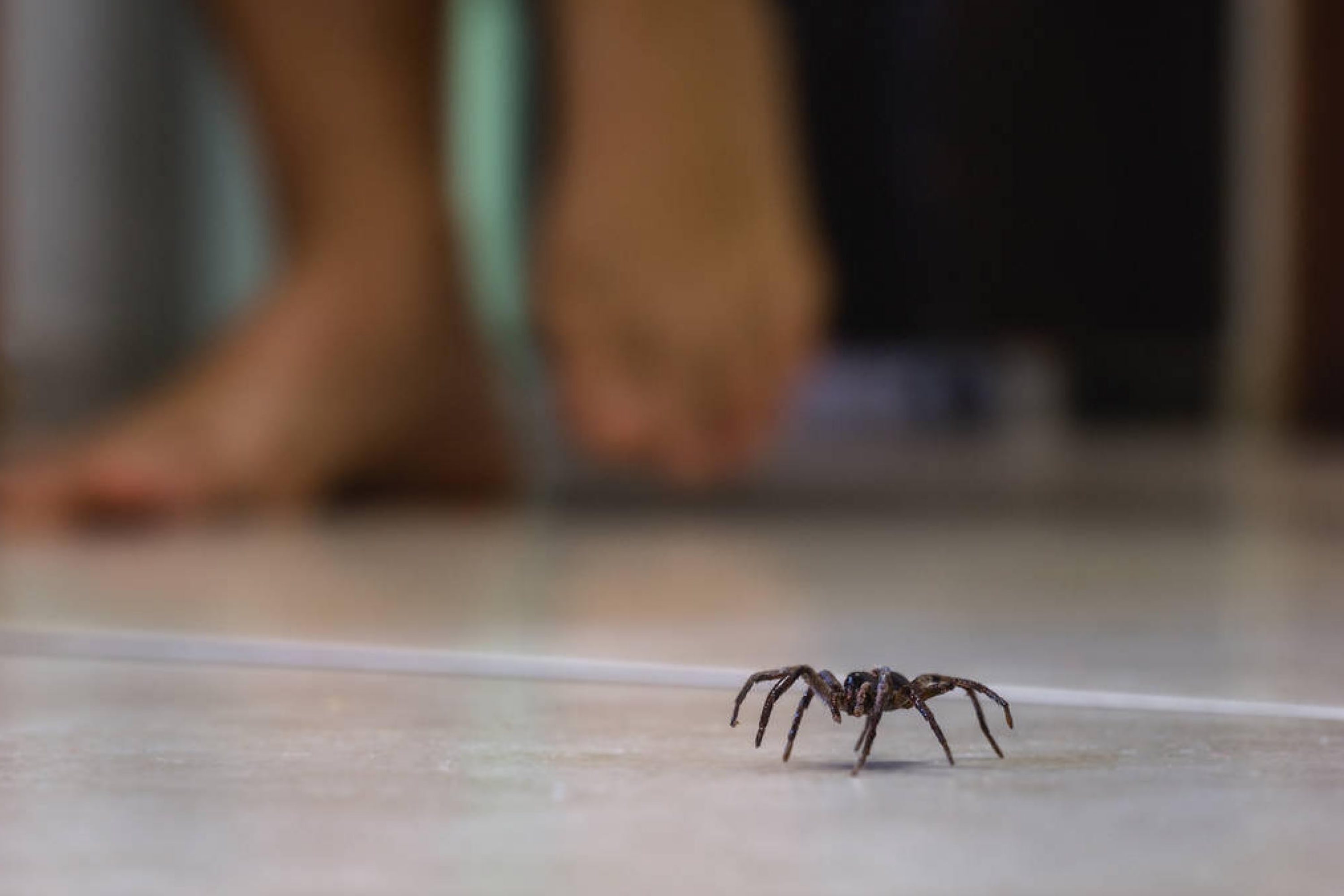 How to Get Rid Of Spiders And Their Webs On Porch