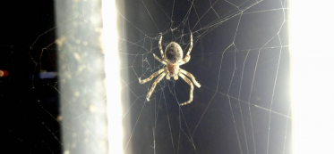 How to Keep Spiders Off Your Porch