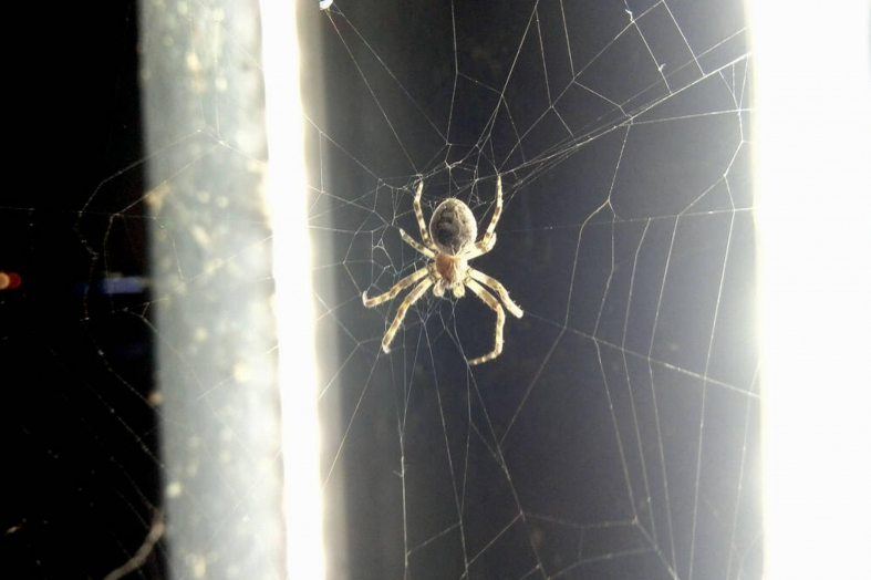 how-to-keep-spiders-off-your-porch-quick-guide-beezzly