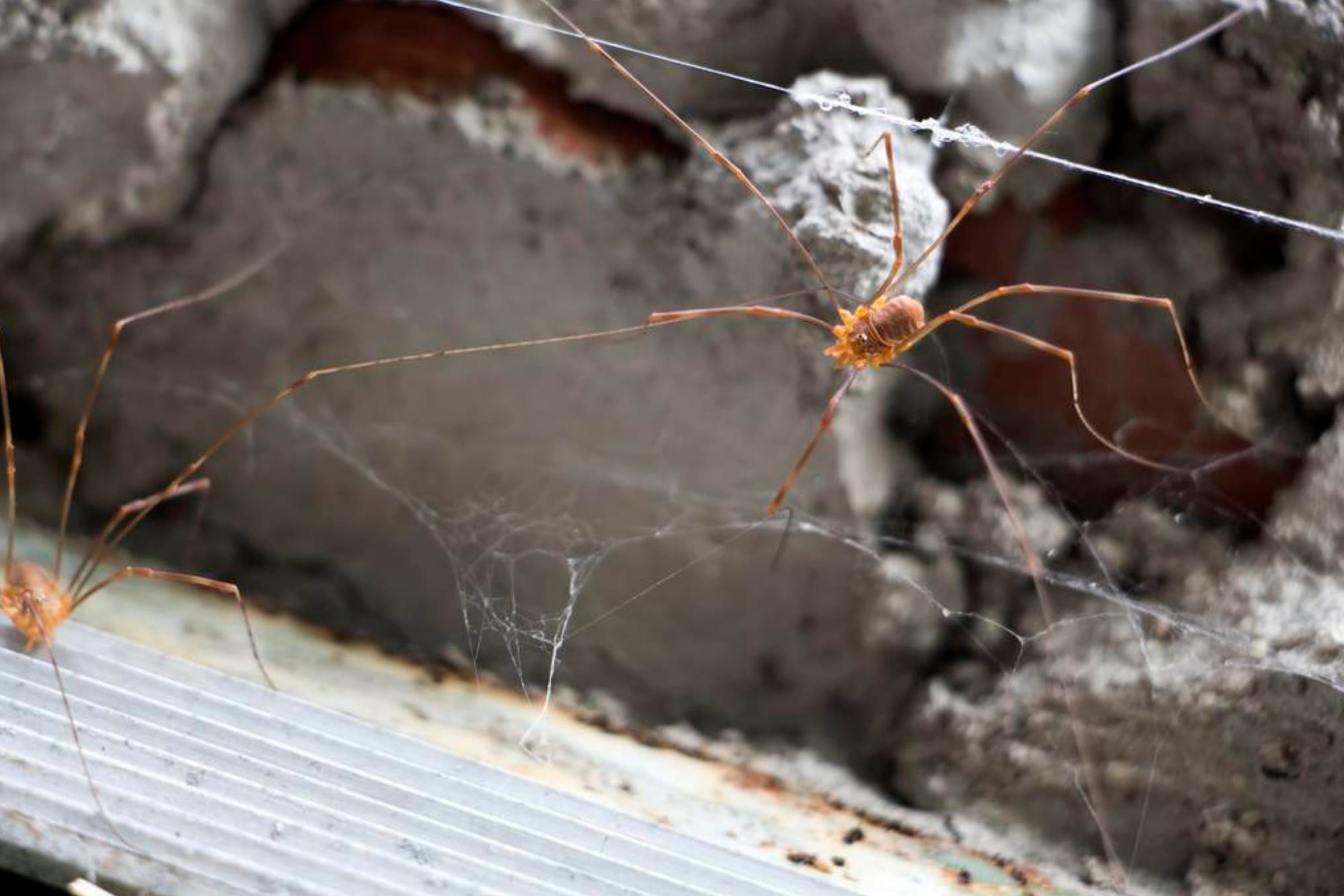 How to Prevent Spiders On Porch