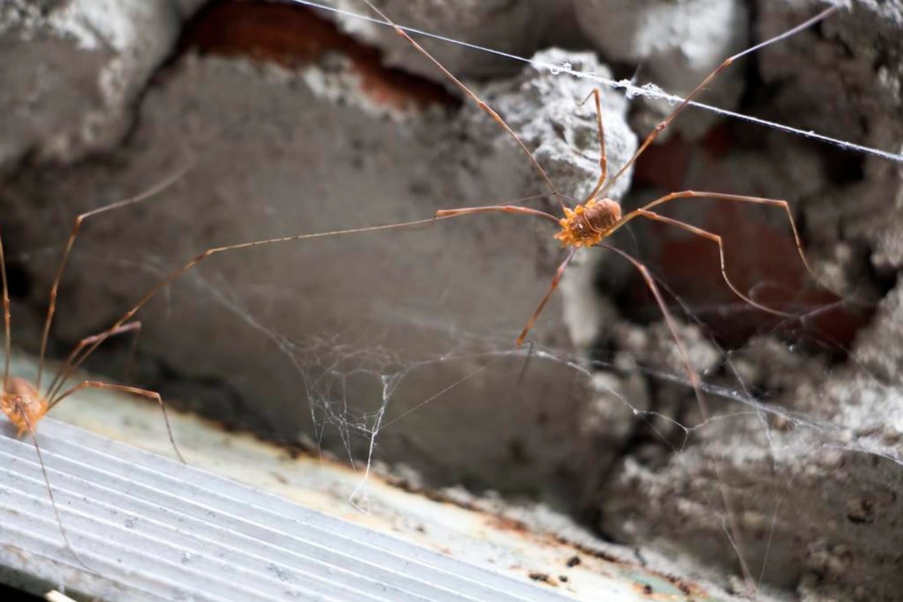 How To Keep Spiders Off Swing Set at John Daniels blog