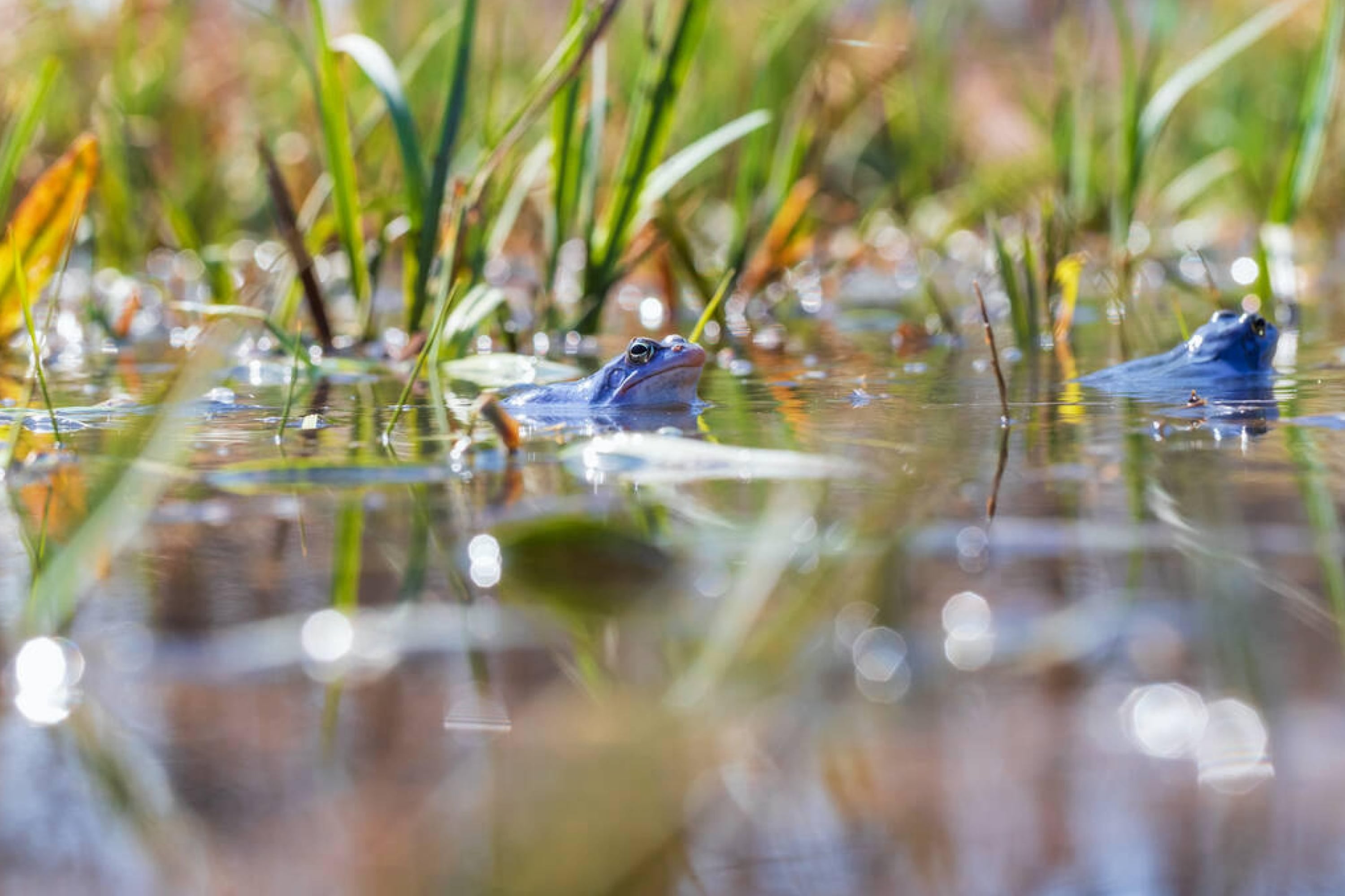 Spray Saltwater Around Your Garden Or Lawn