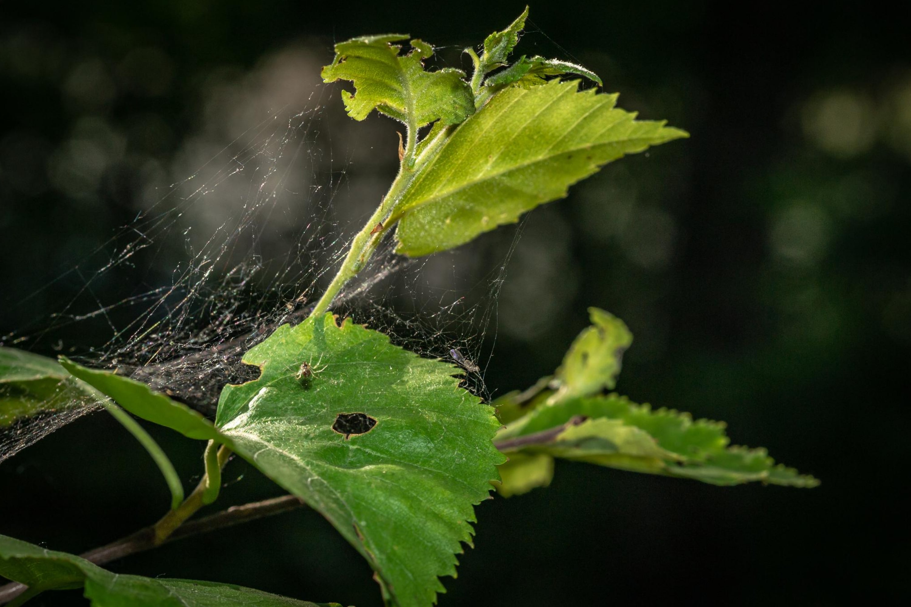 What Common Porch Spiders You Can Face