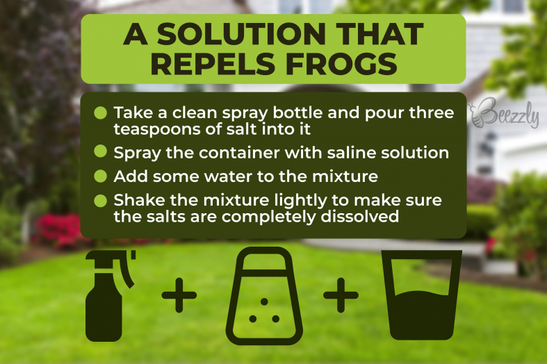 How to Keep Frogs From Pooping On Porch? | 10 Ideas - Beezzly