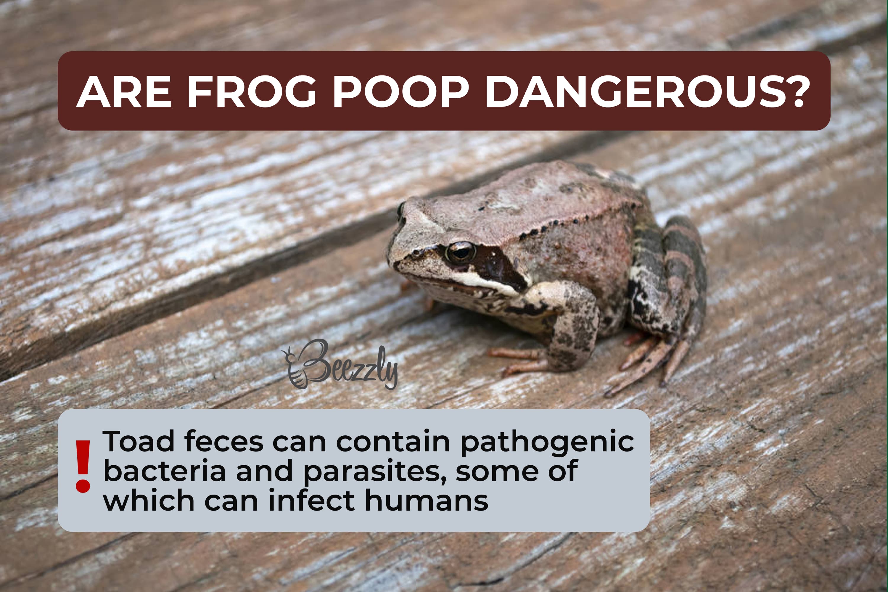 Are frog poop dangerous