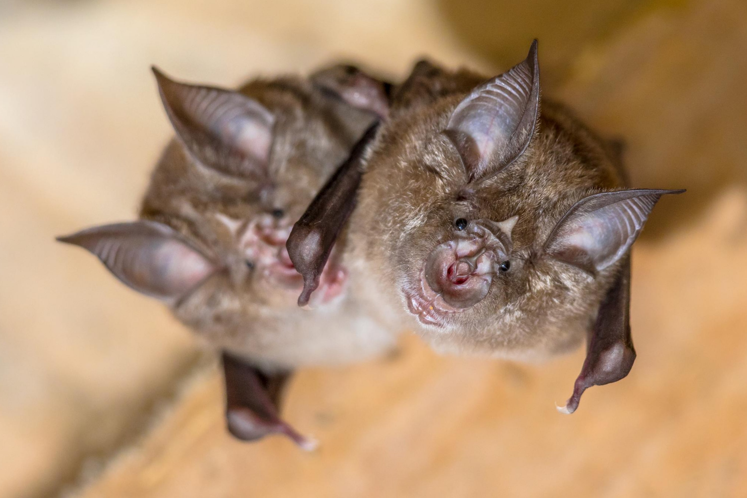 Bats Transmit Parasites