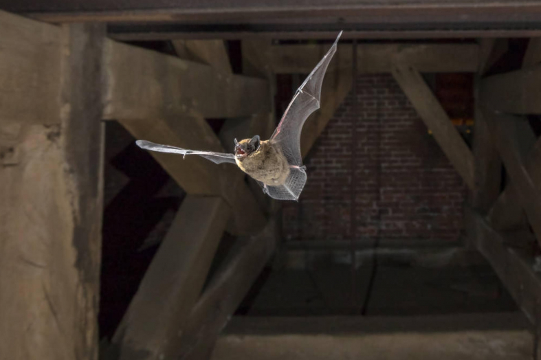 How to Get Rid of Bat In Your Basement