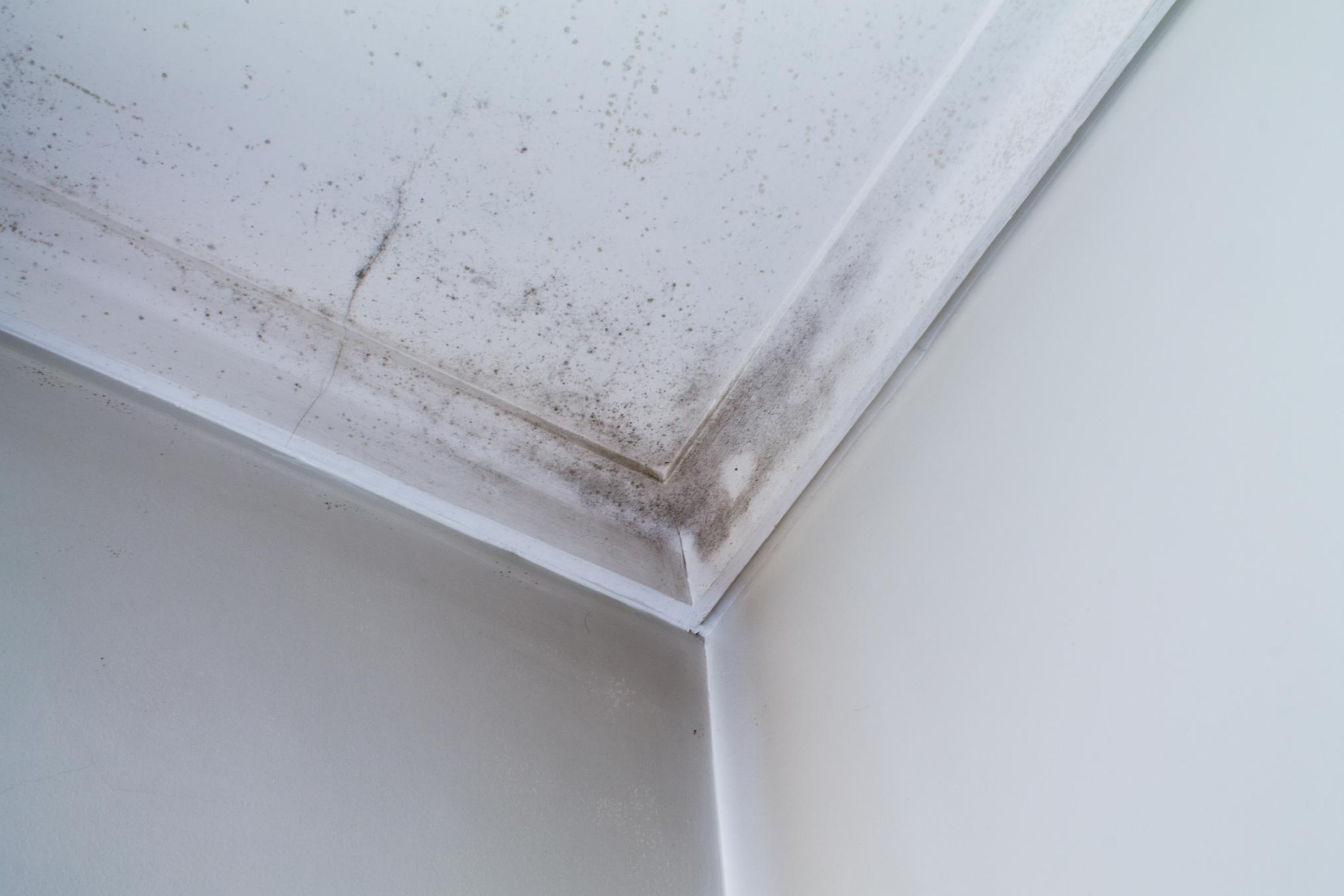 How to Keep a Basement Dry And Mold Free