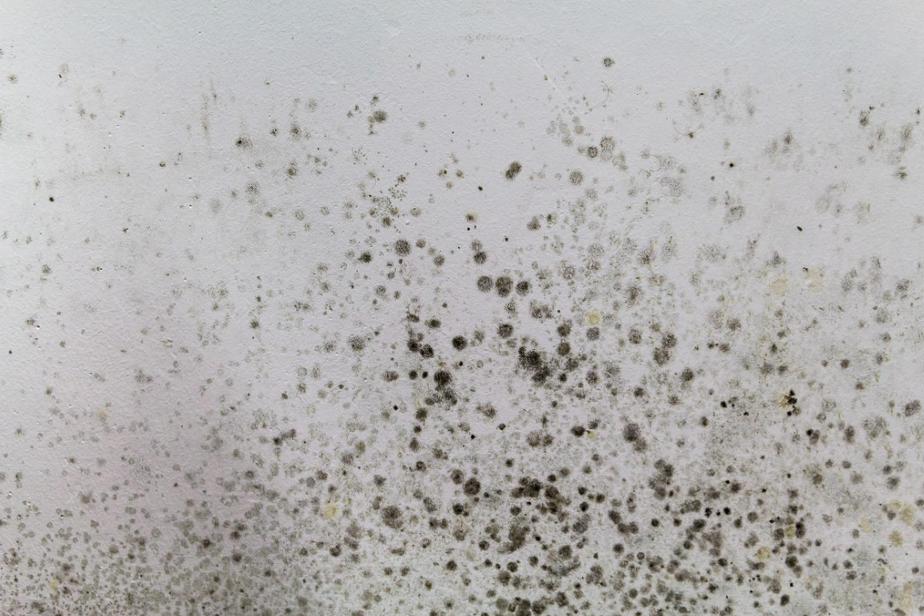How to Treat Mold On Basement Walls