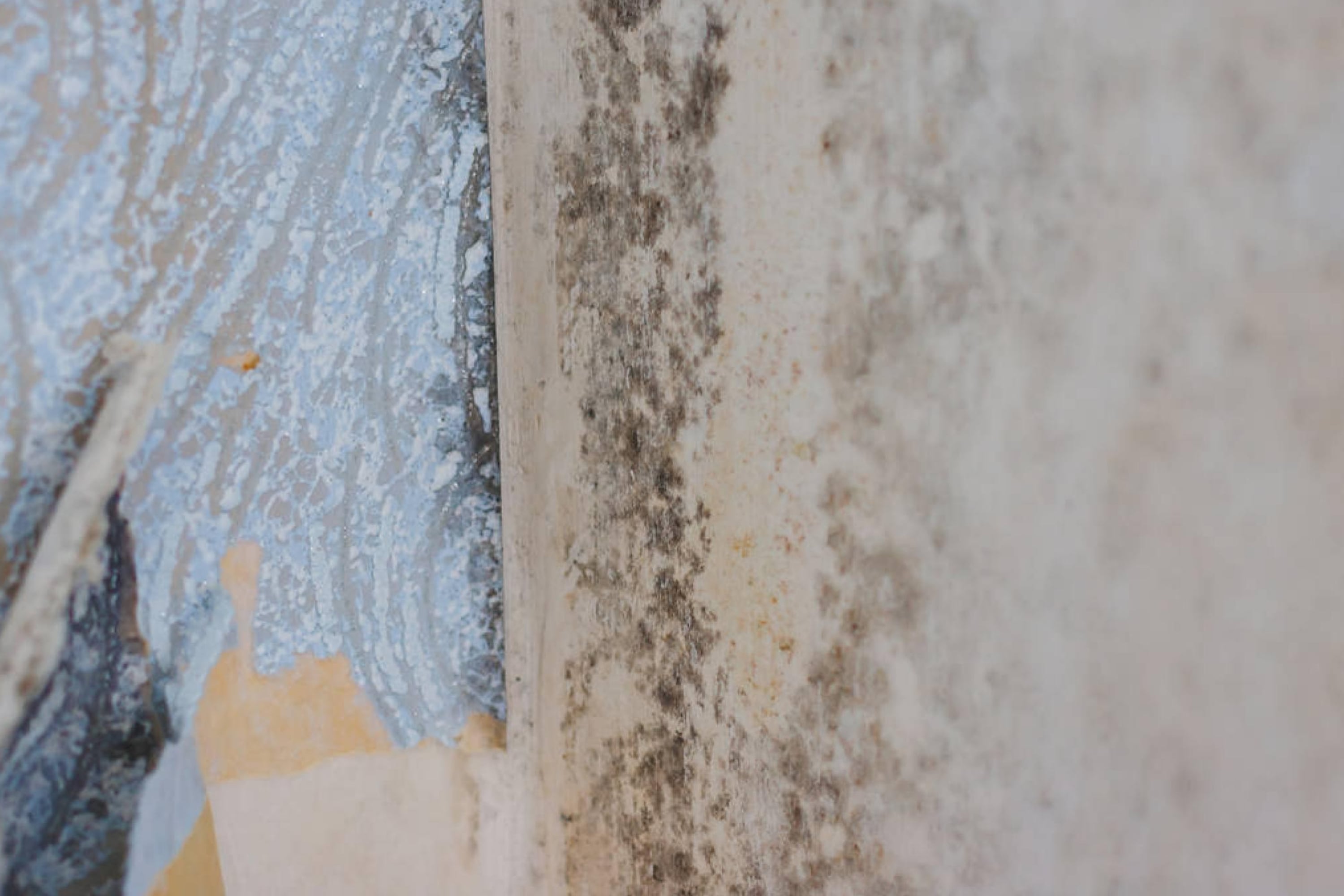 Try to Sense the Smell of Mold In Your Basement
