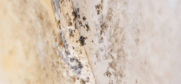 What Does Mold Look Like In a Basement