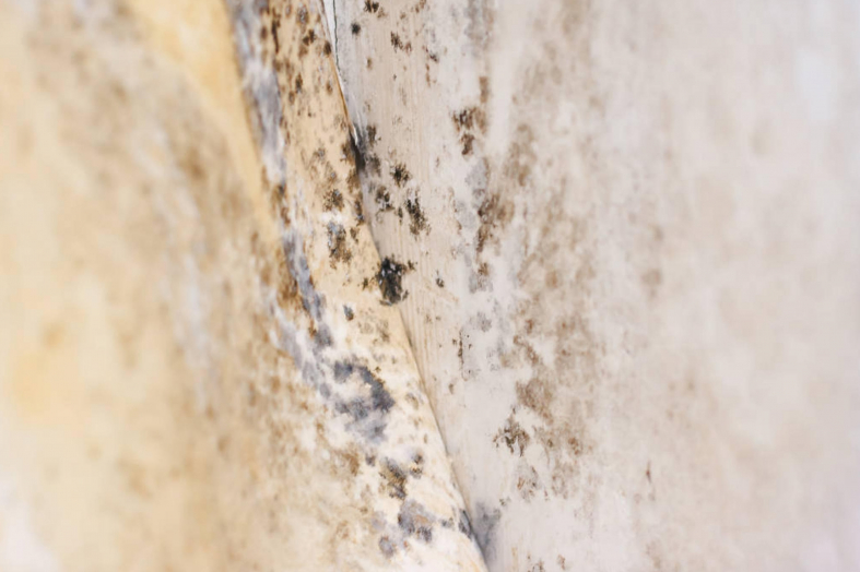What Does Mold Look Like In a Basement