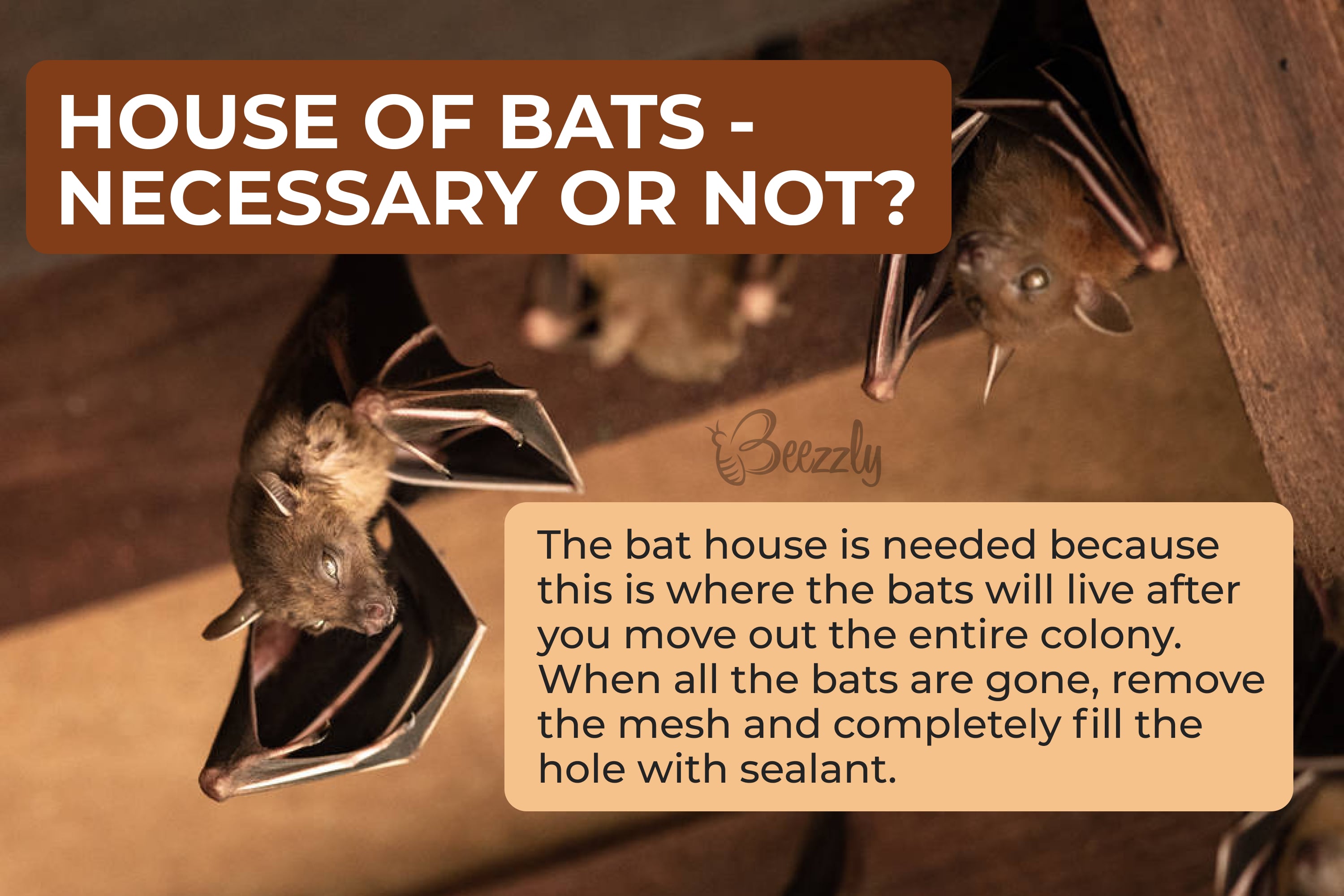 House of bats – necessary or not