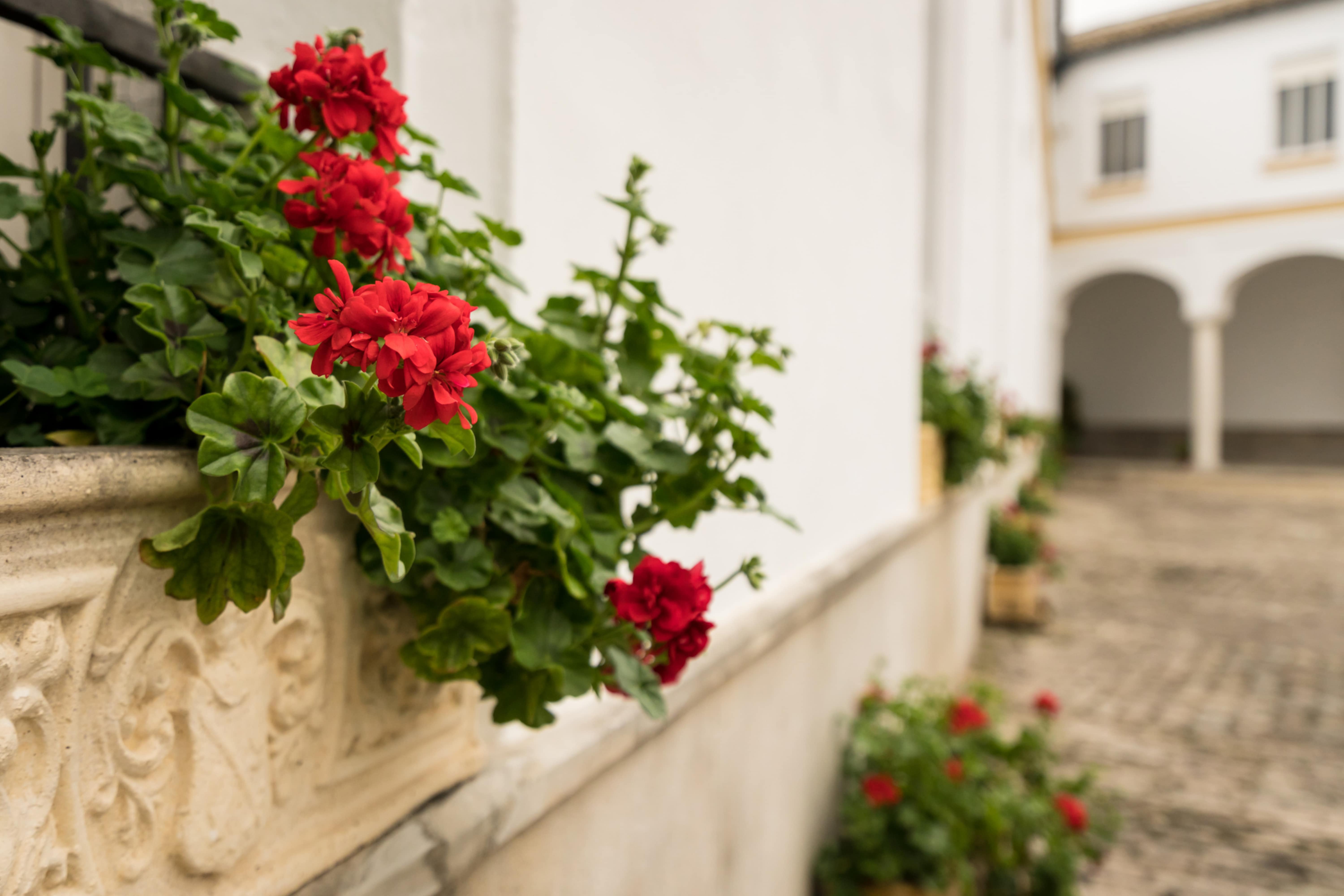How To Boost Your Home’s Curb Appeal With Window Box Planters