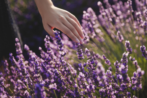 10 Ideas What to Do with Lavender Leaves