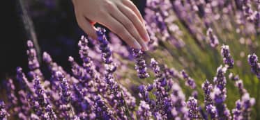 10 Ideas What to Do with Lavender Leaves