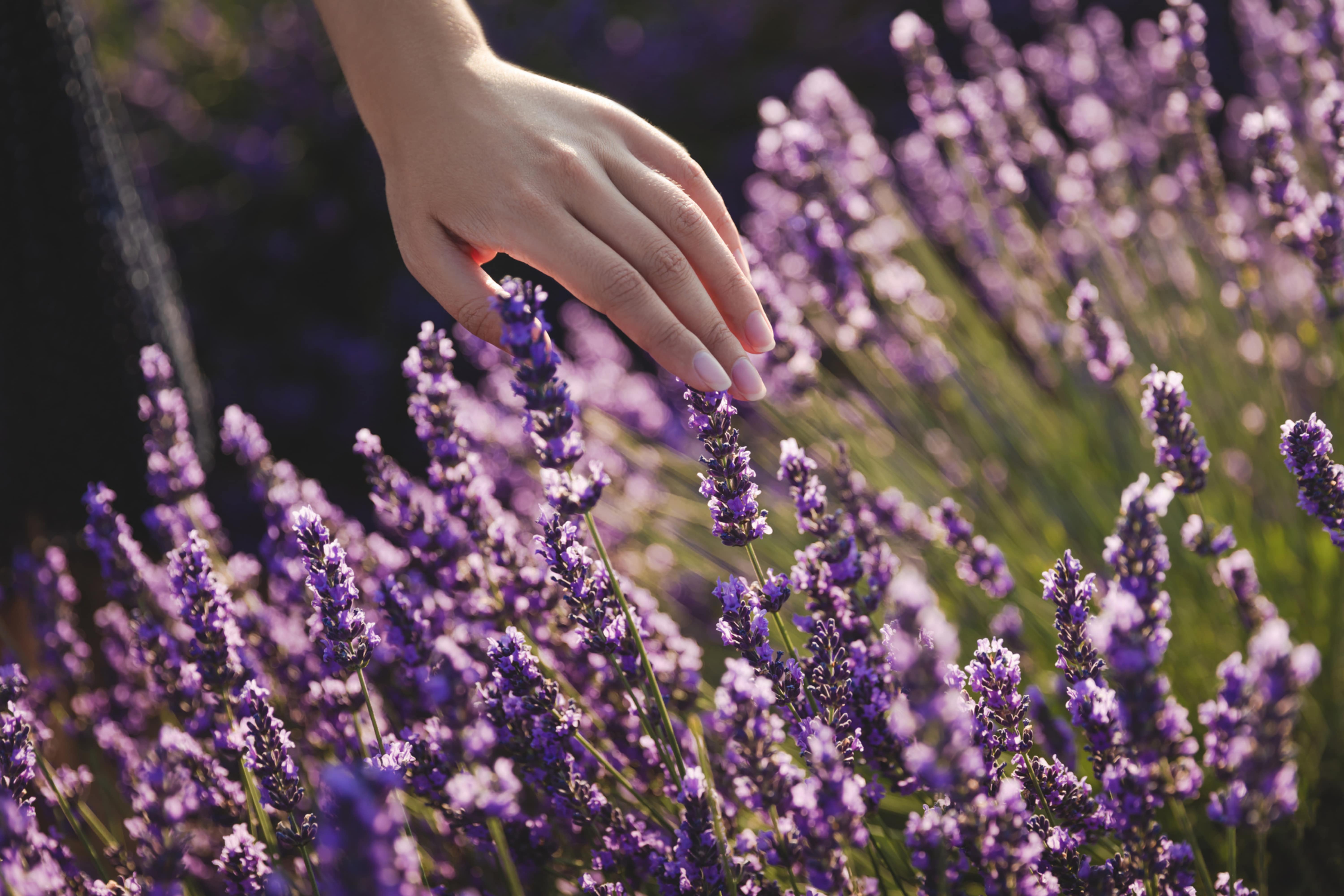 10 Ideas What to Do with Lavender Leaves
