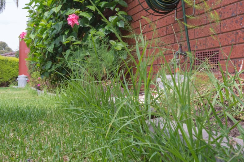 15 Ideas to Clean Up an Overgrown Backyard Beezzly