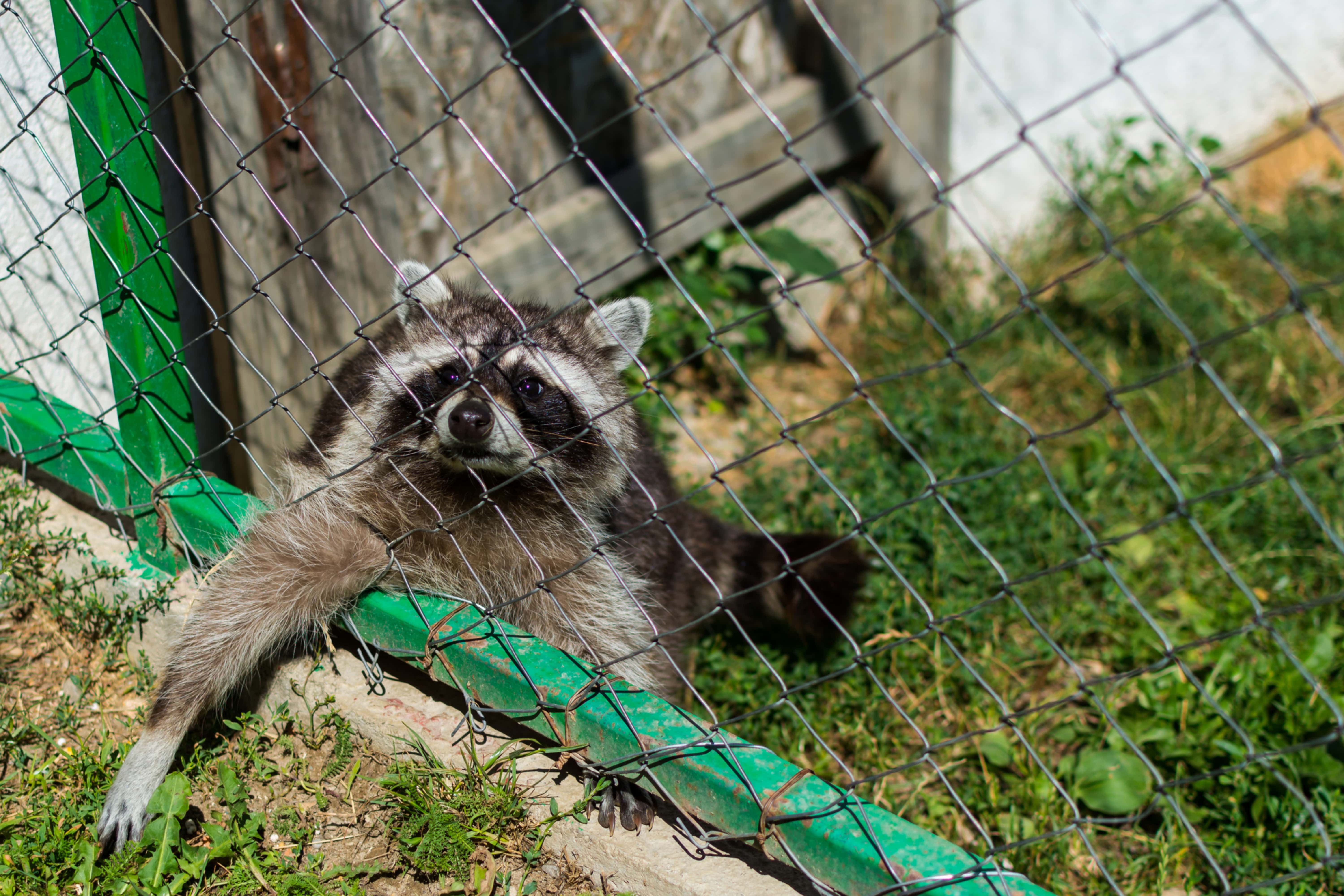 The Hidden Dangers of Raccoons People, Pets, and Plants Beware