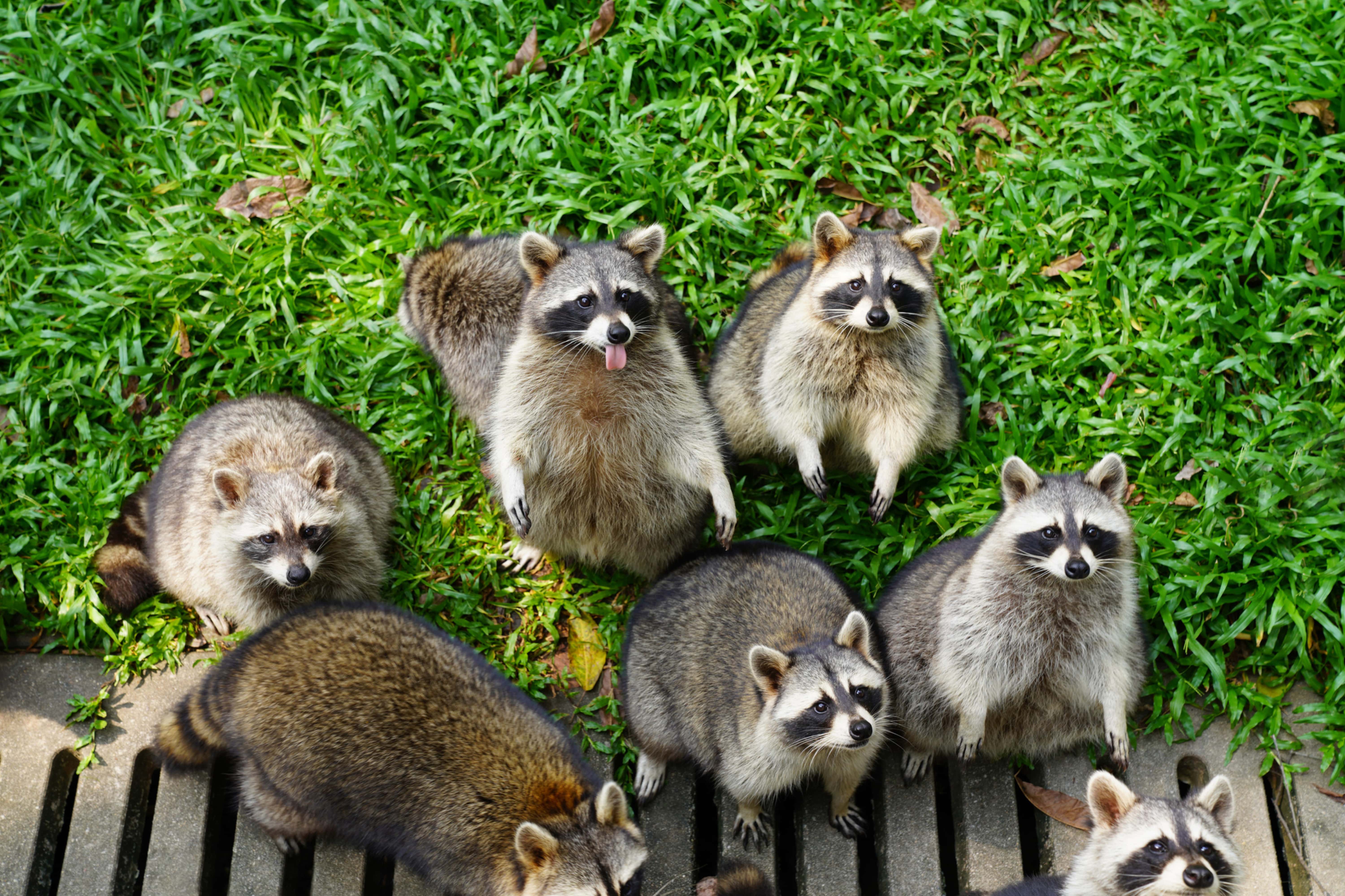 Top 10 Causes for Raccoons in Your Backyard