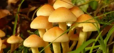 what can i substitute for mushrooms in a recipe