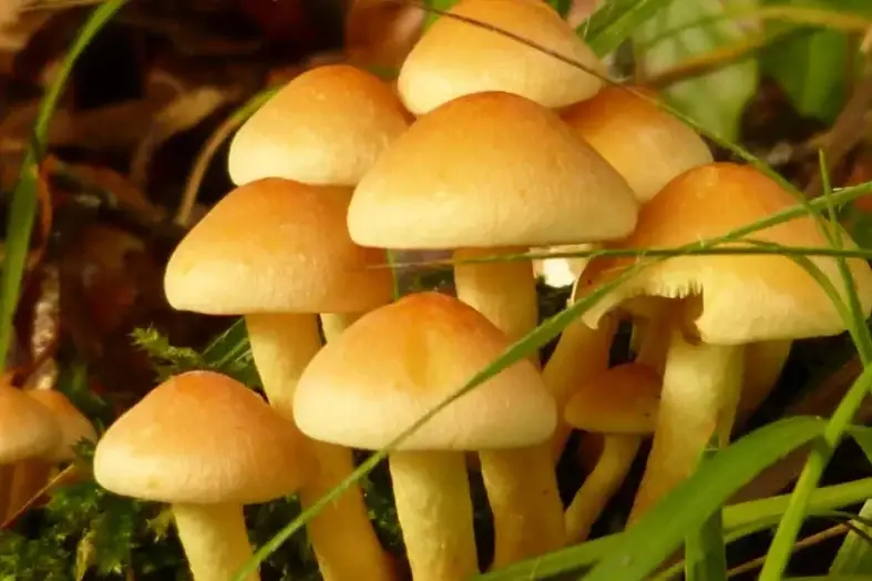 what can i substitute for mushrooms in a recipe